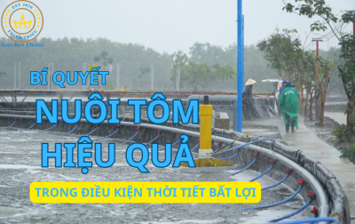 Giải Pháp Quản Lý Ao Nuôi Tôm Trong Mùa Mưa